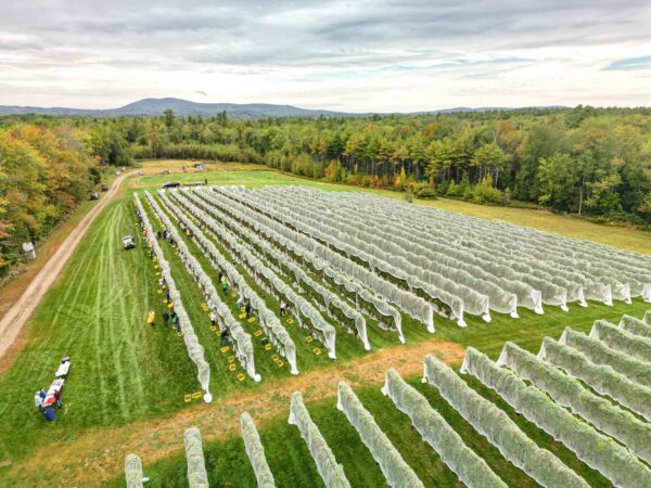 Cellardoor Winery’s record breaking 2024 L'Acadie Blanc Harvest yields 12 tons of grapes.