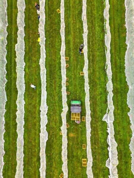 Cellardoor Winery’s record breaking 2024 L'Acadie Blanc Harvest yields 12 tons of grapes.