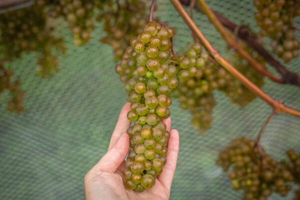 L’Acadie Blanc grapes are small to medium in size, with tight, compact clusters that hang neatly on the vine. The berries themselves are a pale greenish-yellow hue, often with a subtle golden tinge as they ripen under the late summer sun. The skin is thin and smooth, giving them a translucent glow, especially when the sunlight hits them just right.