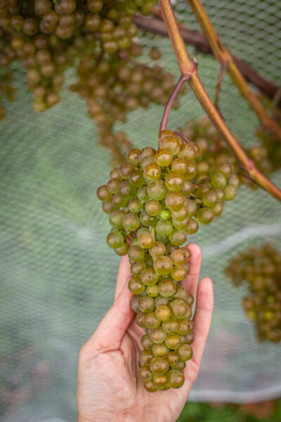 L’Acadie Blanc grapes are small to medium in size, with tight, compact clusters that hang neatly on the vine. The berries themselves are a pale greenish-yellow hue, often with a subtle golden tinge as they ripen under the late summer sun. The skin is thin and smooth, giving them a translucent glow, especially when the sunlight hits them just right.