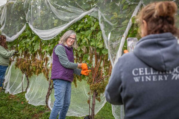 Volunteers harvesting L’Acadie Blanc grapes at Cellardoor Vineyard