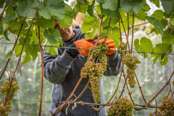 Owner Bettina Doulton picking grapes during Cellardoor Vineyard's record breaking 2024 L'Acadie Blanc Harvest