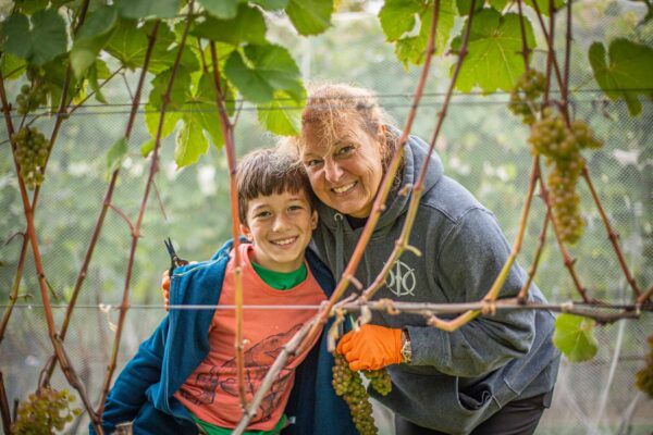 Owner Bettina Doulton picking grapes during Cellardoor Vineyard's record breaking 2024 L'Acadie Blanc Harvest