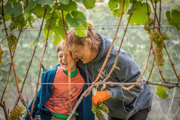 Owner Bettina Doulton picking grapes during Cellardoor Vineyard's record breaking 2024 L'Acadie Blanc Harvest