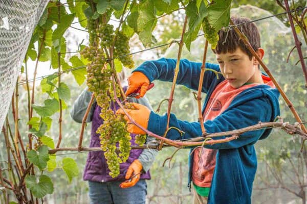 Volunteers harvesting L’Acadie Blanc grapes at Cellardoor Vineyard