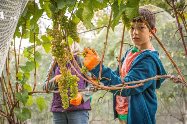 Volunteers harvesting L’Acadie Blanc grapes at Cellardoor Vineyard