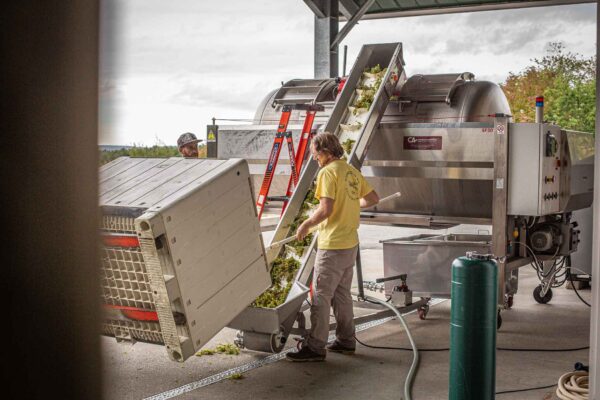 Cellardoor Vineyard's record breaking 2024 L'Acadie Blanc Harvest yields 12 tons of grapes.