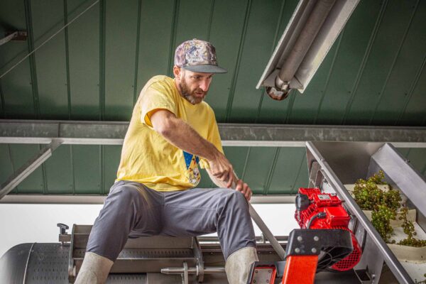 Cellardoor Vineyard's record breaking 2024 L'Acadie Blanc Harvest yields 12 tons of grapes.