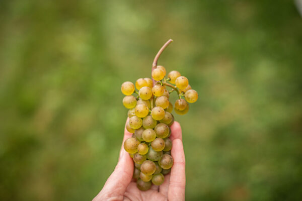 Cellardoor Vineyard's record breaking 2024 L'Acadie Blanc Harvest yields 12 tons of grapes.