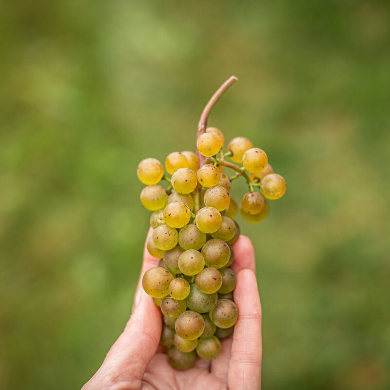 Cellardoor Vineyard's record breaking 2024 L'Acadie Blanc Harvest yields 12 tons of grapes.