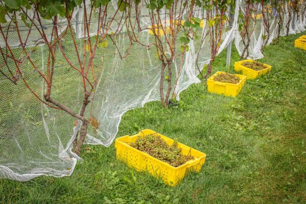 Cellardoor Vineyard's record breaking 2024 L'Acadie Blanc Harvest yields 12 tons of grapes.