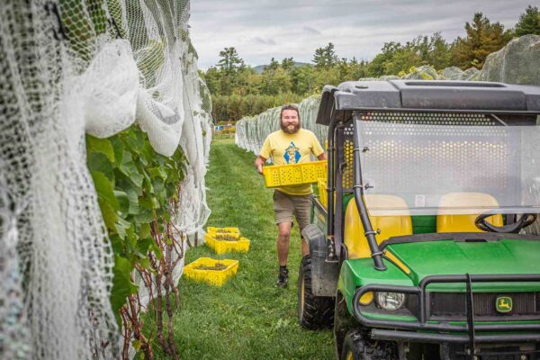 Cellardoor Vineyard's record breaking 2024 L'Acadie Blanc Harvest yields 12 tons of grapes.