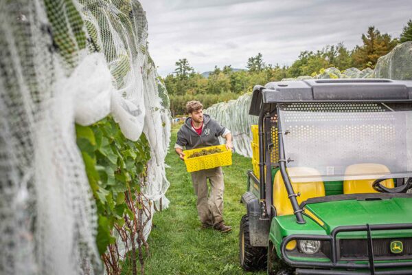 Cellardoor Vineyard's record breaking 2024 L'Acadie Blanc Harvest yields 12 tons of grapes.