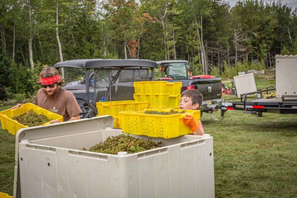 Cellardoor Vineyard's record breaking 2024 L'Acadie Blanc Harvest yields 12 tons of grapes.