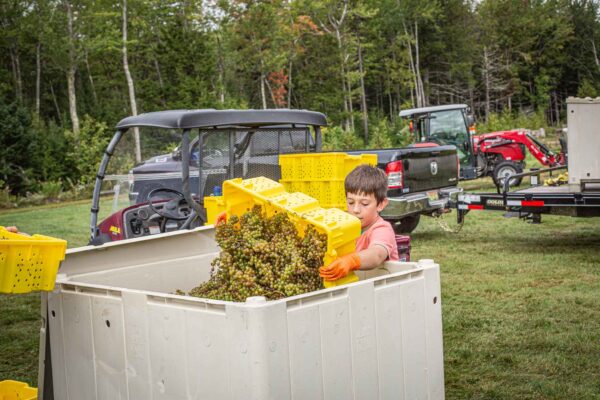 Cellardoor Vineyard's record breaking 2024 L'Acadie Blanc Harvest yields 12 tons of grapes.