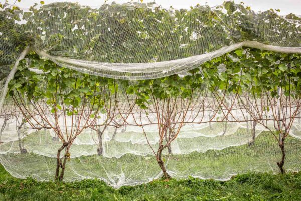 Cellardoor Vineyard's record breaking 2024 L'Acadie Blanc Harvest yields 12 tons of grapes.