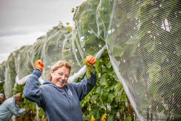 Owner Bettina Doulton picking grapes during Cellardoor Vineyard's record breaking 2024 L'Acadie Blanc Harvest