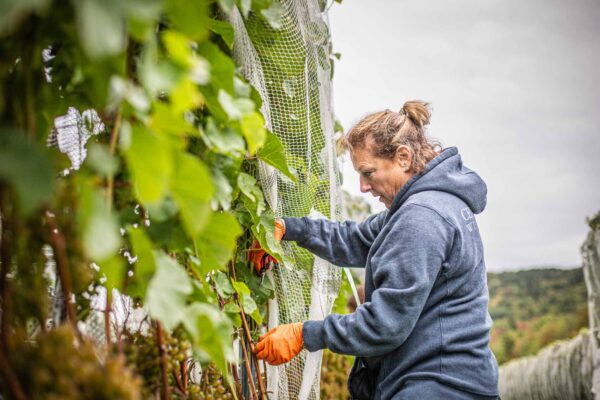 Owner Bettina Doulton picking grapes during Cellardoor Vineyard's record breaking 2024 L'Acadie Blanc Harvest