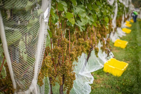 L’Acadie Blanc grapes are small to medium in size, with tight, compact clusters that hang neatly on the vine. The berries themselves are a pale greenish-yellow hue, often with a subtle golden tinge as they ripen under the late summer sun. The skin is thin and smooth, giving them a translucent glow, especially when the sunlight hits them just right.