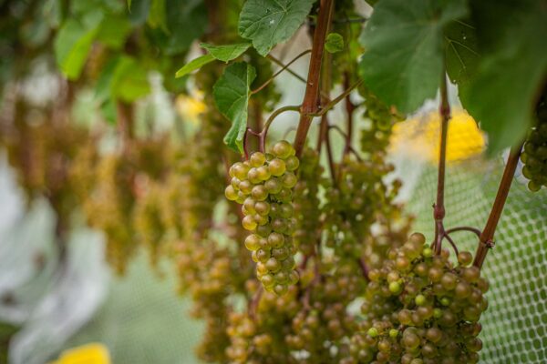 L’Acadie Blanc grapes are small to medium in size, with tight, compact clusters that hang neatly on the vine. The berries themselves are a pale greenish-yellow hue, often with a subtle golden tinge as they ripen under the late summer sun. The skin is thin and smooth, giving them a translucent glow, especially when the sunlight hits them just right.