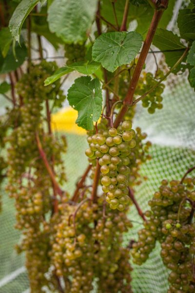 L’Acadie Blanc grapes are small to medium in size, with tight, compact clusters that hang neatly on the vine. The berries themselves are a pale greenish-yellow hue, often with a subtle golden tinge as they ripen under the late summer sun. The skin is thin and smooth, giving them a translucent glow, especially when the sunlight hits them just right.