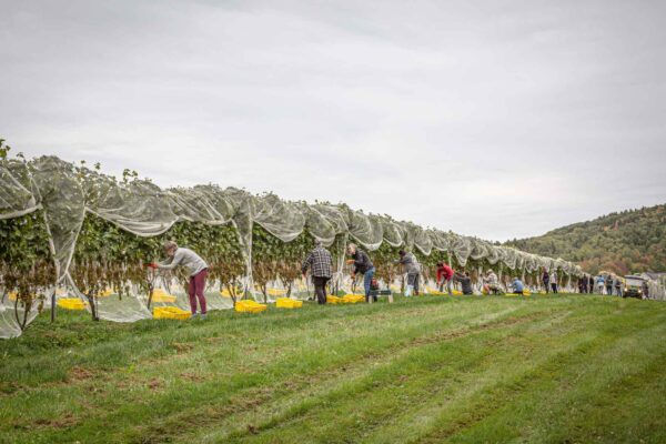 Cellardoor Winery’s record breaking 2024 L'Acadie Blanc Harvest yields 12 tons of grapes.