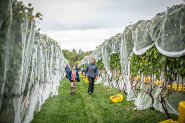 Cellardoor Winery’s record breaking 2024 L'Acadie Blanc Harvest yields 12 tons of grapes.