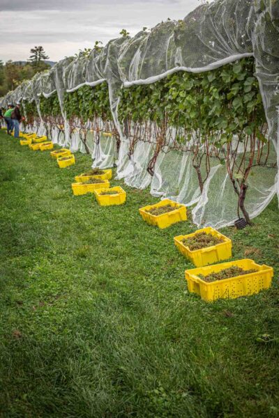 Cellardoor Winery’s record breaking 2024 L'Acadie Blanc Harvest yields 12 tons of grapes.