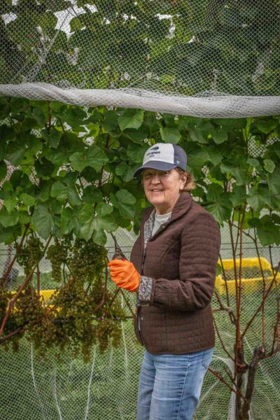 Volunteers harvesting L’Acadie Blanc grapes at Cellardoor Vineyard