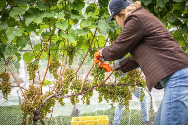 Volunteers harvesting L’Acadie Blanc grapes at Cellardoor Vineyard