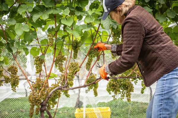 Volunteers harvesting L’Acadie Blanc grapes at Cellardoor Vineyard