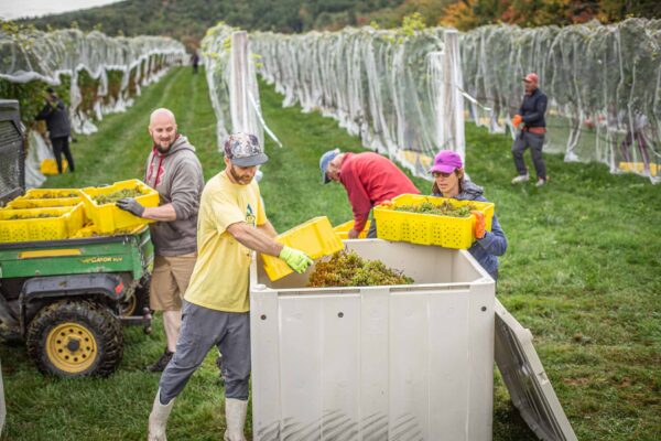 Cellardoor Winery’s record breaking 2024 L'Acadie Blanc Harvest yields 12 tons of grapes.