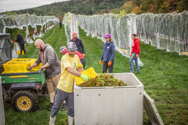 Cellardoor Winery’s record breaking 2024 L'Acadie Blanc Harvest yields 12 tons of grapes.