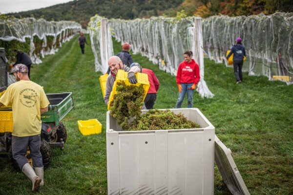 Cellardoor Winery’s record breaking 2024 L'Acadie Blanc Harvest yields 12 tons of grapes.