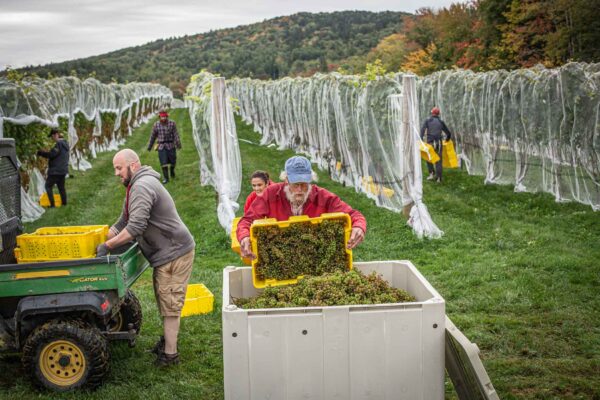 Cellardoor Winery’s record breaking 2024 L'Acadie Blanc Harvest yields 12 tons of grapes.