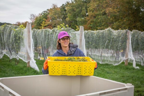 Volunteers harvesting L’Acadie Blanc grapes at Cellardoor Vineyard