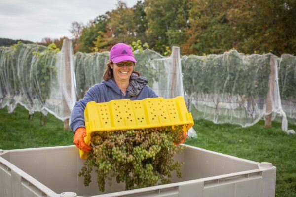 Volunteers harvesting L’Acadie Blanc grapes at Cellardoor Vineyard