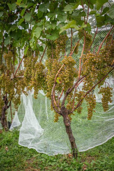 L’Acadie Blanc grapes are small to medium in size, with tight, compact clusters that hang neatly on the vine. The berries themselves are a pale greenish-yellow hue, often with a subtle golden tinge as they ripen under the late summer sun. The skin is thin and smooth, giving them a translucent glow, especially when the sunlight hits them just right.