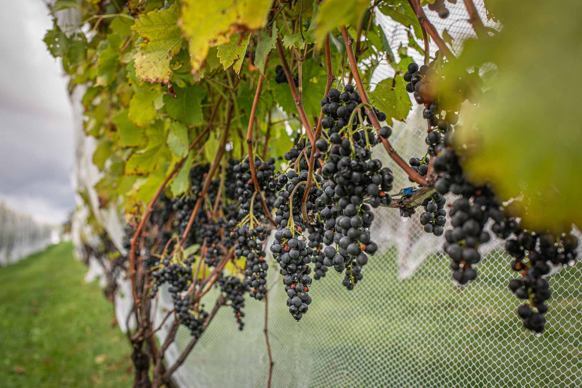 Deep purple Marquette grapes, harvested at peak ripeness, known for their cold-hardy resilience and rich color, now fermenting to become our first estate red wine at Cellardoor Winery.